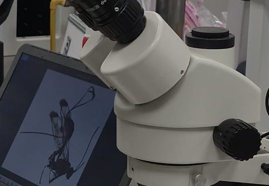 Pasantía doctoral internacional revela una nueva y rara especie de avispa