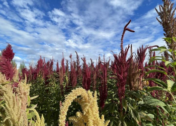 Del cultivo manual a la mecanización: proyecto apoyado por FIA busca transformar la producción de amaranto en el Maule