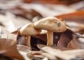 UTalca y Micelio del Maule organizan segunda versión del Festival Fungi