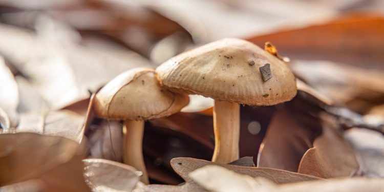 UTalca y Micelio del Maule organizan segunda versión del Festival Fungi