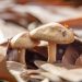 UTalca y Micelio del Maule organizan segunda versión del Festival Fungi