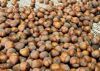 Avellano europeo en Chile: investigadores entregaron información clave para mejorar productividad