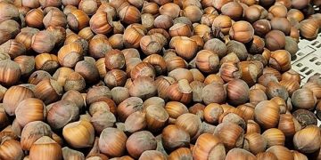 Avellano europeo en Chile: investigadores entregaron información clave para mejorar productividad