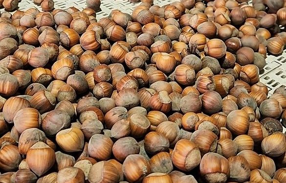 Avellano europeo en Chile: investigadores entregaron información clave para mejorar productividad