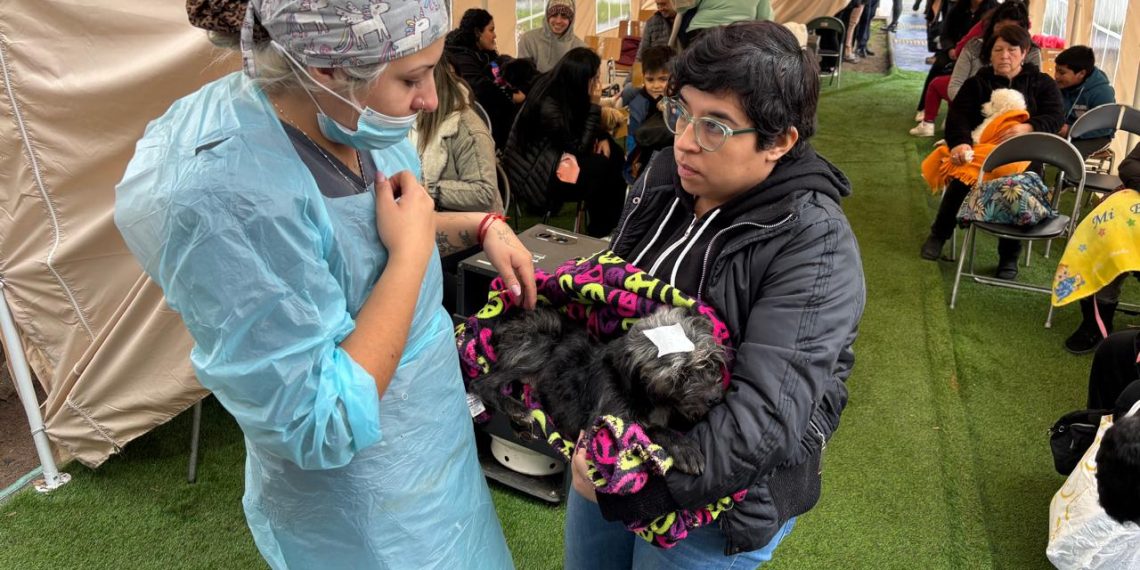 Realizan mil esterilizaciones caninas y felinas en la comuna de San Javier