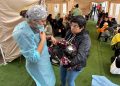Realizan mil esterilizaciones caninas y felinas en la comuna de San Javier