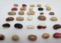 Más de 200 variedades tradicionales de porotos vuelven a Chile de la mano de INIA