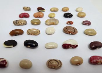 Más de 200 variedades tradicionales de porotos vuelven a Chile de la mano de INIA