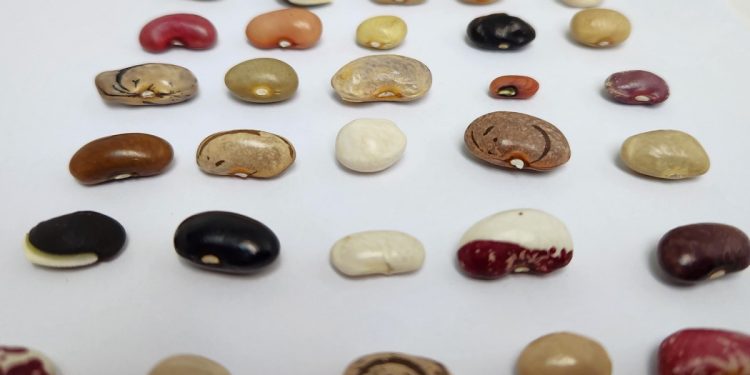 Más de 200 variedades tradicionales de porotos vuelven a Chile de la mano de INIA