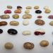 Más de 200 variedades tradicionales de porotos vuelven a Chile de la mano de INIA