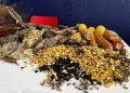 “Intercambio de Semillas y Saberes Agrícolas” reunió a comunidad, agricultores y estudiantes en el Campus San Isidro Labrador UCM
