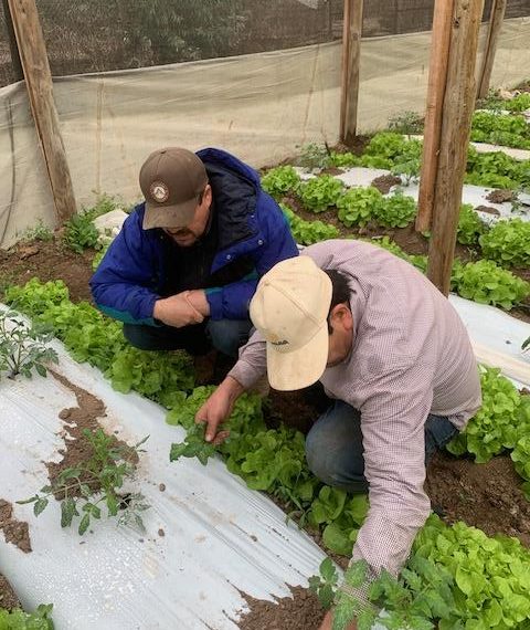 Huerto de tomates aumenta su producción en 433% y cultivo de frambuesas suma 2,3 toneladas adicionales gracias al programa Agricultura Sostenible en Acción