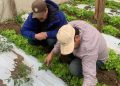 Huerto de tomates aumenta su producción en 433% y cultivo de frambuesas suma 2,3 toneladas adicionales gracias al programa Agricultura Sostenible en Acción