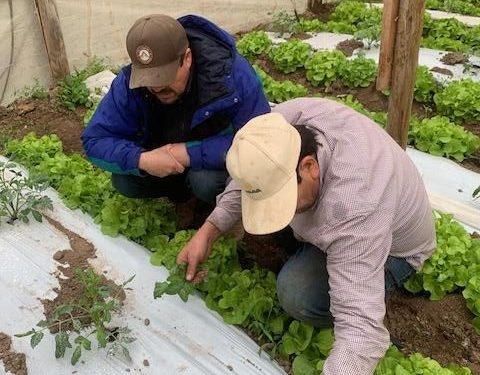 Huerto de tomates aumenta su producción en 433% y cultivo de frambuesas suma 2,3 toneladas adicionales gracias al programa Agricultura Sostenible en Acción