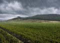 El fenómeno de El Niño tiene en alerta al agro: las enfermedades bacterianas pueden ser adecuadamente enfrentadas por los bactericidas