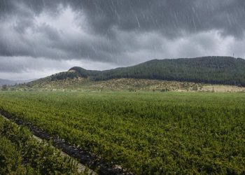 El fenómeno de El Niño tiene en alerta al agro: las enfermedades bacterianas pueden ser adecuadamente enfrentadas por los bactericidas