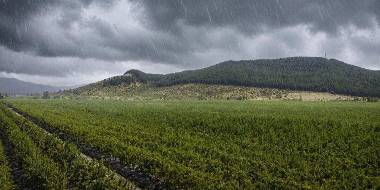 El fenómeno de El Niño tiene en alerta al agro: las enfermedades bacterianas pueden ser adecuadamente enfrentadas por los bactericidas