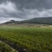 El fenómeno de El Niño tiene en alerta al agro: las enfermedades bacterianas pueden ser adecuadamente enfrentadas por los bactericidas
