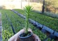 Empresa maulina exporta araucarias a hacia exigentes mercados europeos