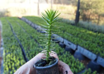 Empresa maulina exporta araucarias hacia exigentes mercados europeos
