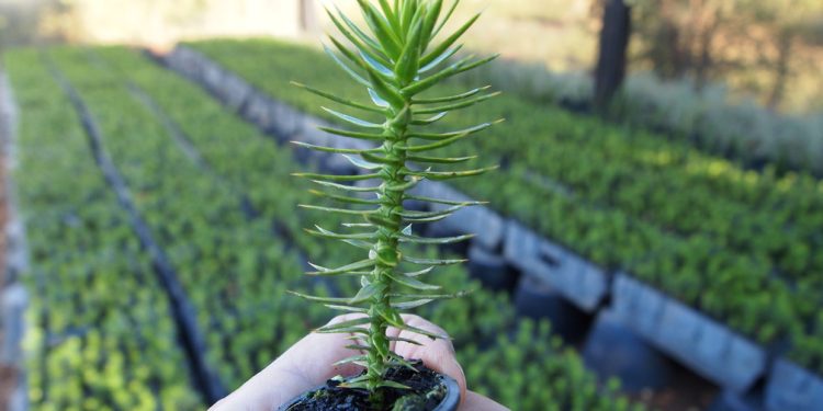 Empresa maulina exporta araucarias a hacia exigentes mercados europeos