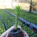 Empresa maulina exporta araucarias a hacia exigentes mercados europeos