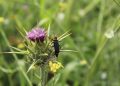 Científicos invitan a descubrir las sorprendentes relaciones que sostienen la biodiversidad