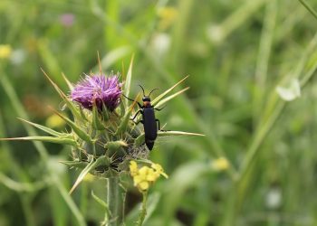 Científicos invitan a descubrir las sorprendentes relaciones que sostienen la biodiversidad