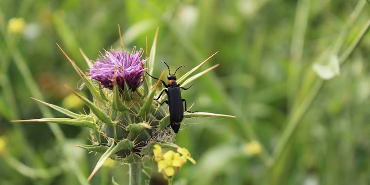 Científicos invitan a descubrir las sorprendentes relaciones que sostienen la biodiversidad