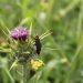 Científicos invitan a descubrir las sorprendentes relaciones que sostienen la biodiversidad