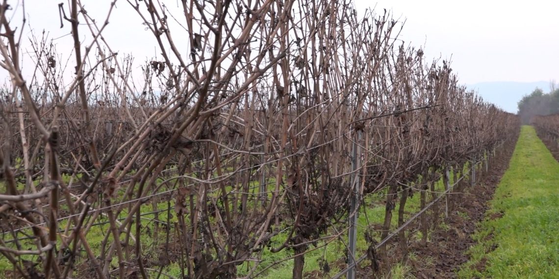 Lanzan proyecto que permitirá mejorar la longevidad de los viñedos