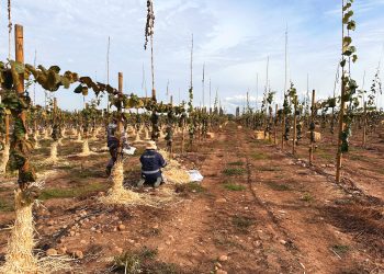 CNR fortalece la mediana agricultura del Maule con riego tecnificado