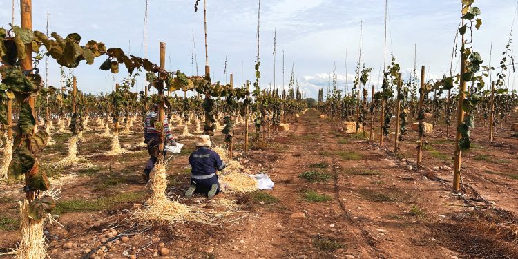 CNR fortalece la mediana agricultura del Maule con riego tecnificado