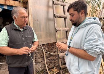 Tejiendo Redes UCM es reconocido entre las mejores experiencias globales de aprendizaje-servicio