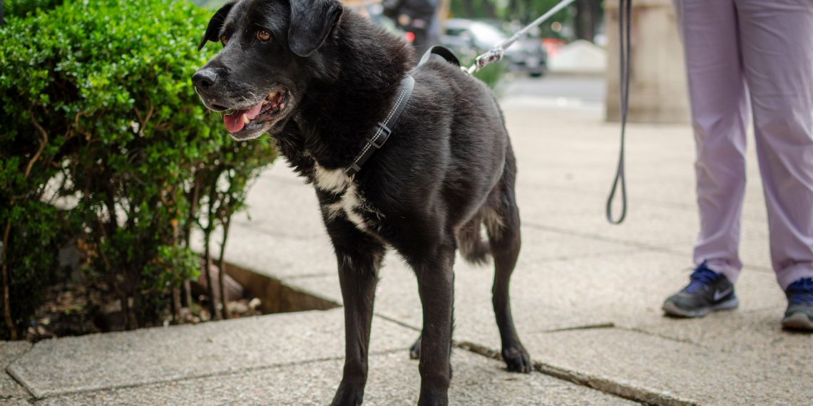 Día Mundial del Perro: la ciencia confirma que convivir con ellos mejora la salud física y emocional