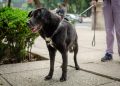 Día Mundial del Perro: la ciencia confirma que convivir con ellos mejora la salud física y emocional