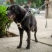 Día Mundial del Perro: la ciencia confirma que convivir con ellos mejora la salud física y emocional