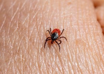 Picaduras por garrapatas: ¿Qué riesgos existen para la salud?