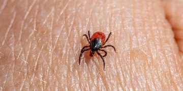Picaduras por garrapatas: ¿Qué riesgos existen para la salud?