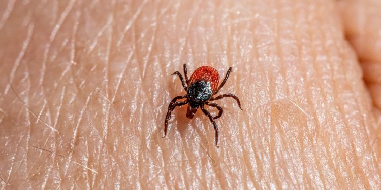 Picaduras por garrapatas: ¿Qué riesgos existen para la salud?