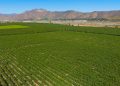 Cambio de paradigma en la agricultura: los suelos son heterogéneos, las decisiones también deben serlo