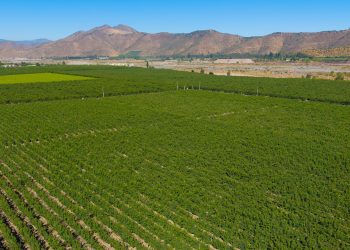 Cambio de paradigma en la agricultura: los suelos son heterogéneos, las decisiones también deben serlo
