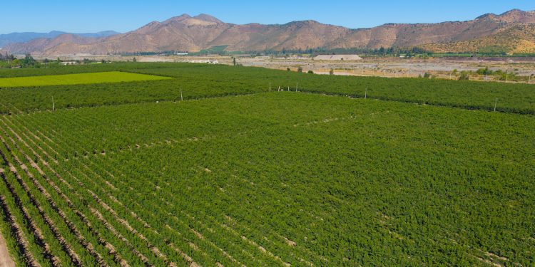 Cambio de paradigma en la agricultura: los suelos son heterogéneos, las decisiones también deben serlo