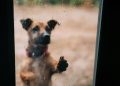 Dejar a una mascota expuesta a la lluvia o al frío: ¿cuáles son las consecuencias legales?