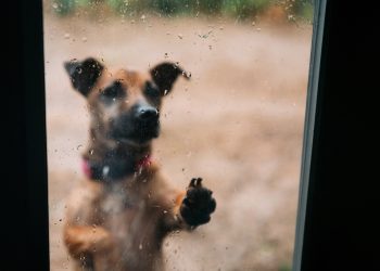 Dejar a una mascota expuesta a la lluvia o al frío: ¿cuáles son las consecuencias legales?