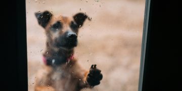 Dejar a una mascota expuesta a la lluvia o al frío: ¿cuáles son las consecuencias legales?