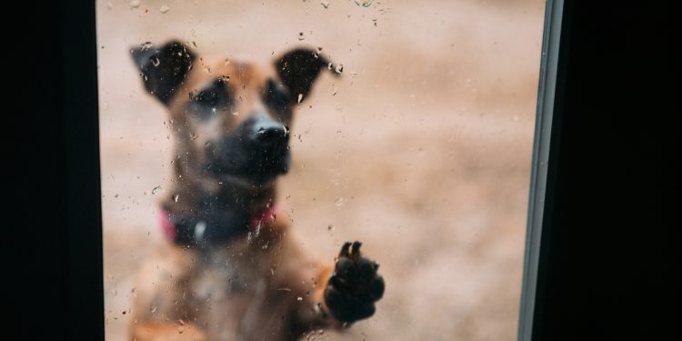 Dejar a una mascota expuesta a la lluvia o al frío: ¿cuáles son las consecuencias legales?
