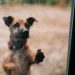 Dejar a una mascota expuesta a la lluvia o al frío: ¿cuáles son las consecuencias legales?
