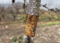 Investigadores de INIA desarrollan inoculante biológico para enfrentar hongos de la madera en árboles frutales
