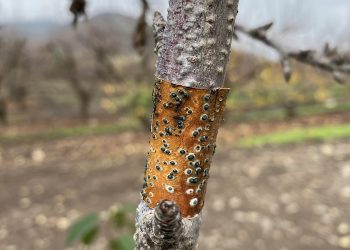 Investigadores de INIA desarrollan inoculante biológico para enfrentar hongos de la madera en árboles frutales